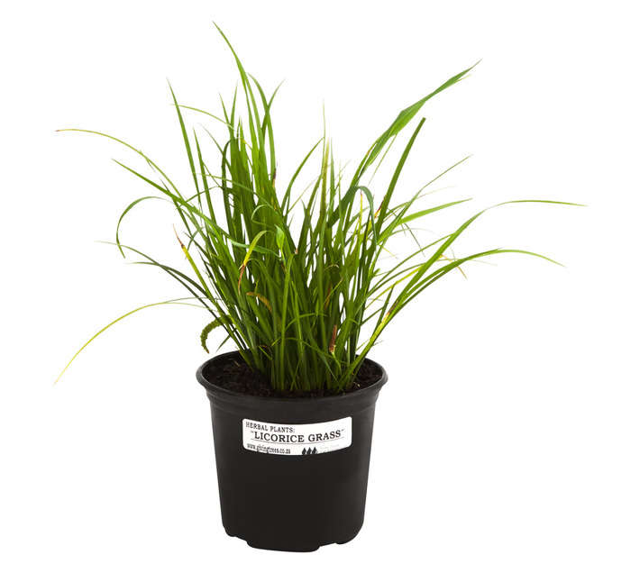 Licorice Grass (150mm)