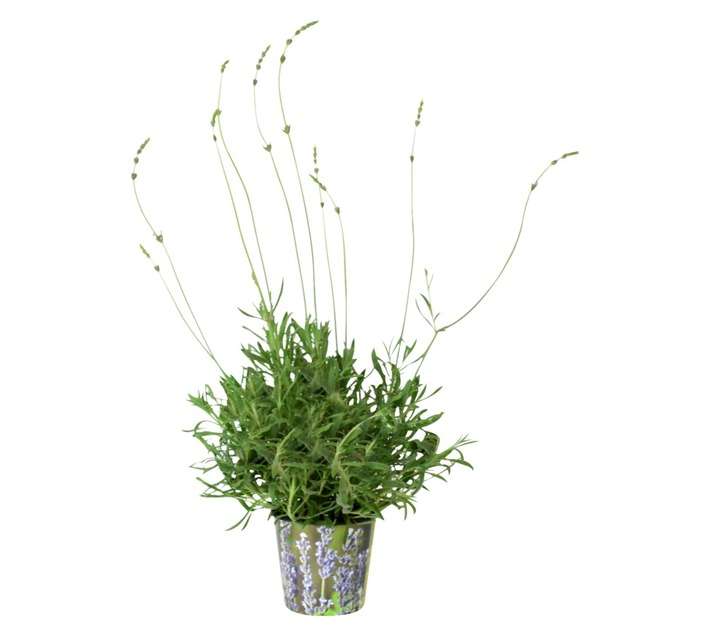 Plantimex PELA18M Lavender Pot (170mm)