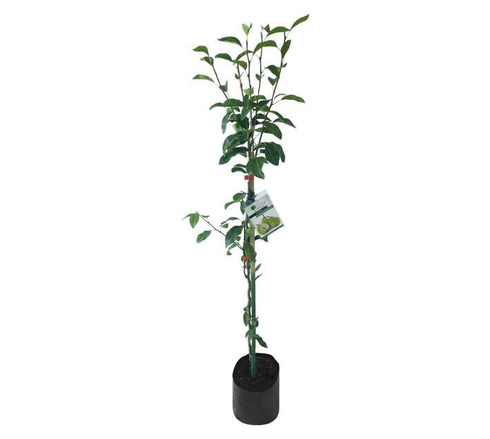 Giving Trees Packhams Triumph Pear Fruit Tree (10L)