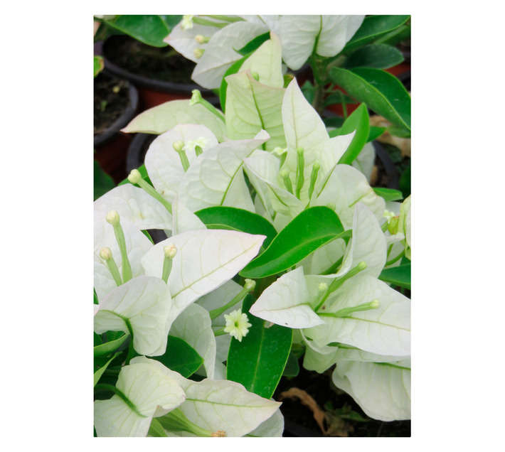 ARNELIA BOUGAINVILLEA 15CM POT ASS