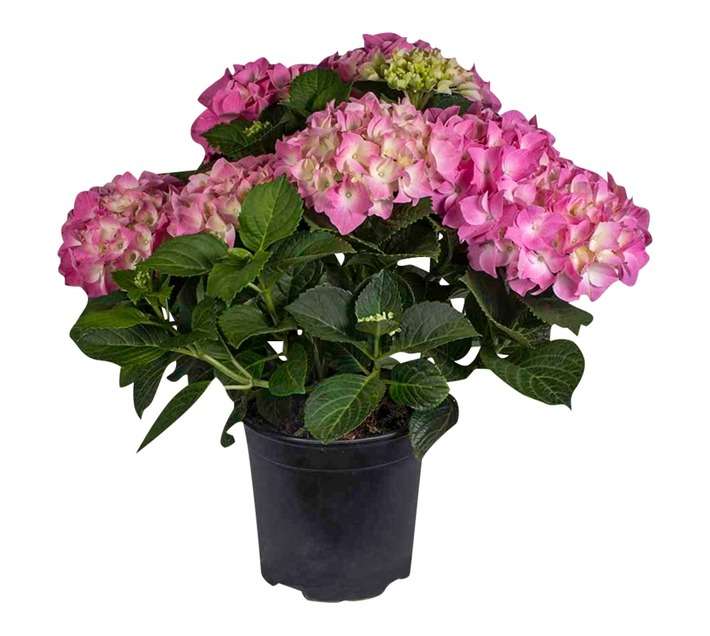 HYDRANGEA 16.5CM POT ASS