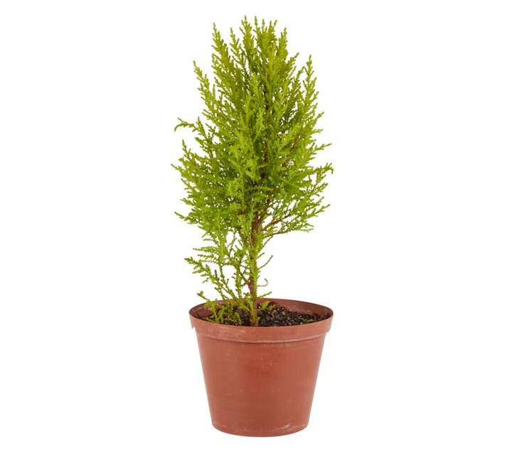 Florex Cupress Gold Crest Plant (150mm)