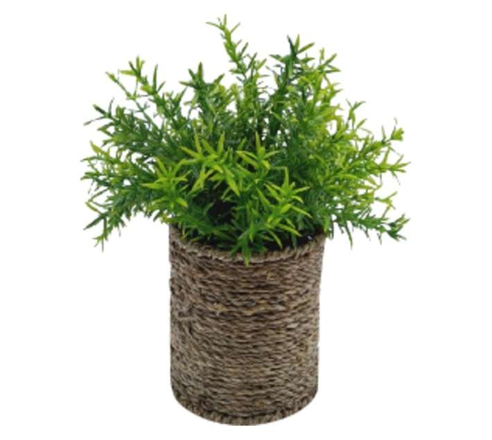 Crassula Planted Artificial Flower