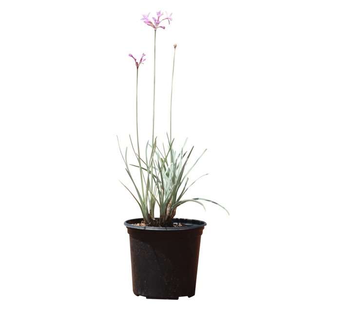Tulbagia Violacea Lace Pot - Silver (150mm)