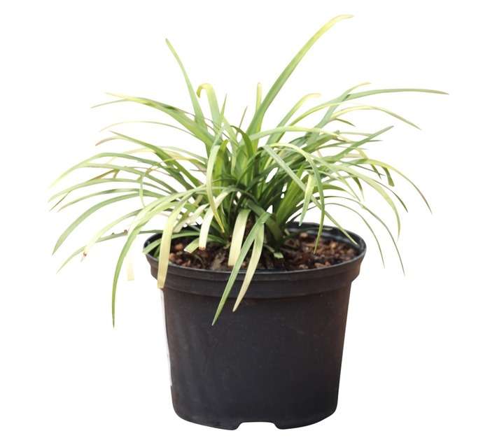 Liriope Muscari PBR Pot - Pure Blond (170mm)