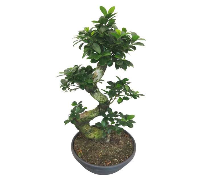 Plantimex S-Type Bonsai Tree in Solar Bowl (600mm)