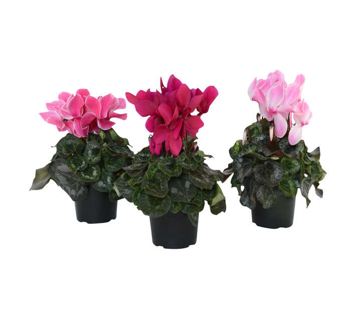 House brand FS CYCL14FS Cyclamen Cover Pot (180 x 180 x 250mm)