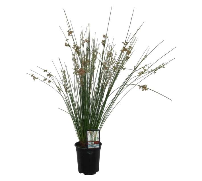 Juncus Effusus (20cm Pot)