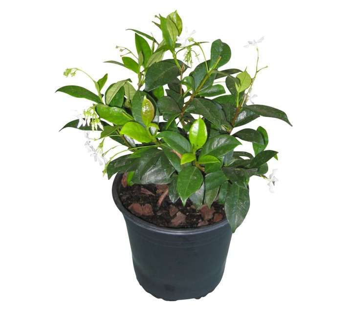 Colorweis Trachelospernum Jasminoides Pot (170mm)