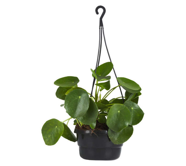 Plantimex Pilea Peperomoides H/B Potted Plant (160mm)