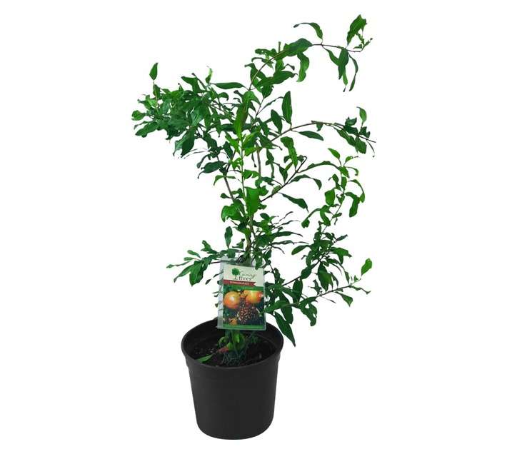 Giving Trees Old Cape Pomegranate Fruit Tree (230mm)