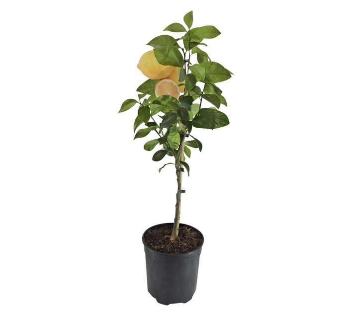 Plantimex Citrus Lemon Eureka Potted Plant (190mm)