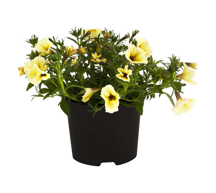 Tuberflora Beautical Petunia Potted Plant (150mm)