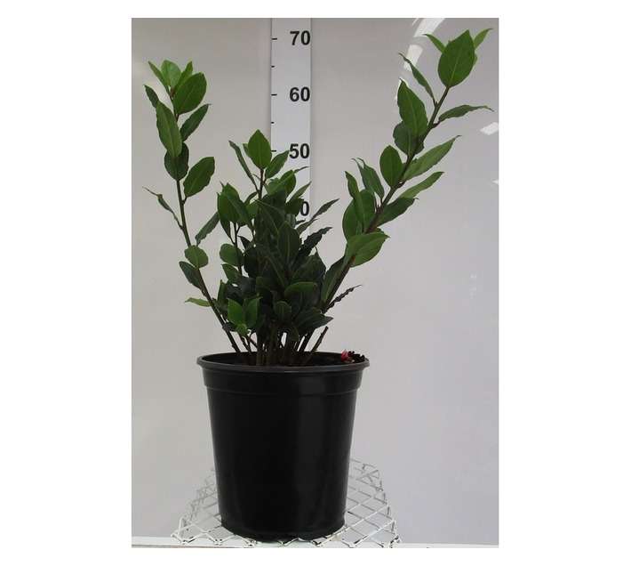 Laurus Nobilis (20cm Pot)