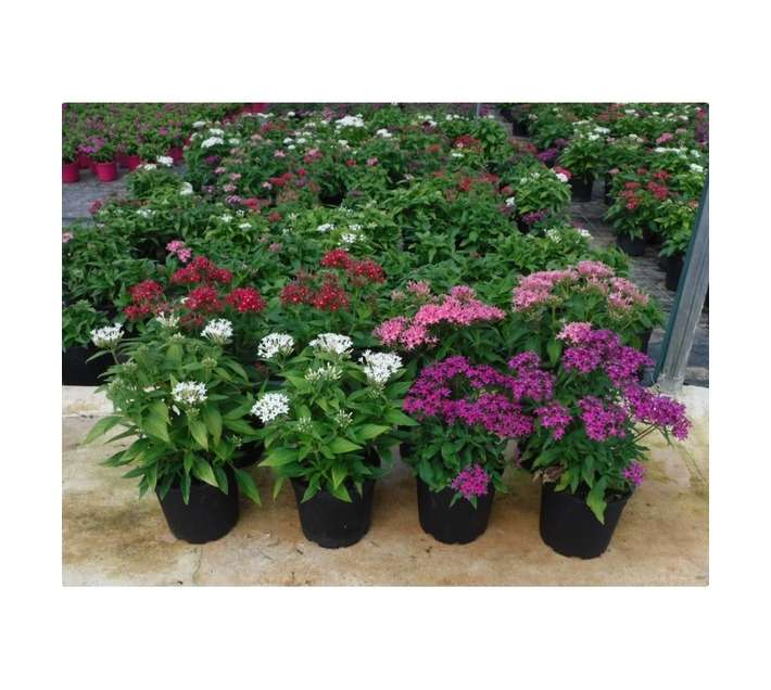 Pentas Lanceolata New Look (17cm)