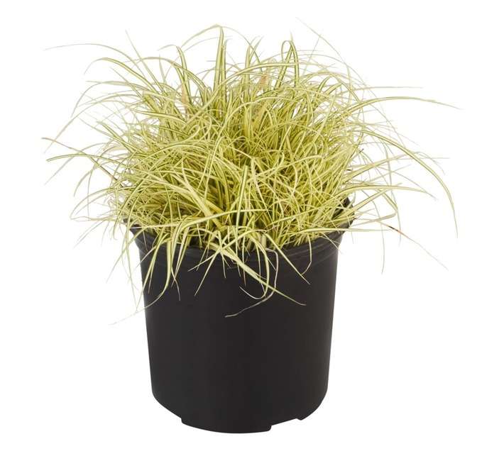 Carex Oshimensis Evergold Pot (150mm)