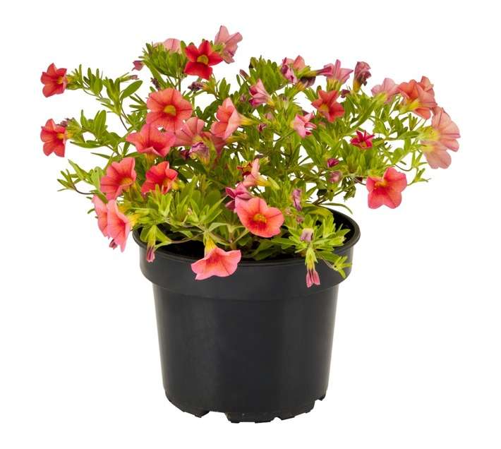 San Michell 17962 Calibrachoa Potted Plant - Assorted (140mm)