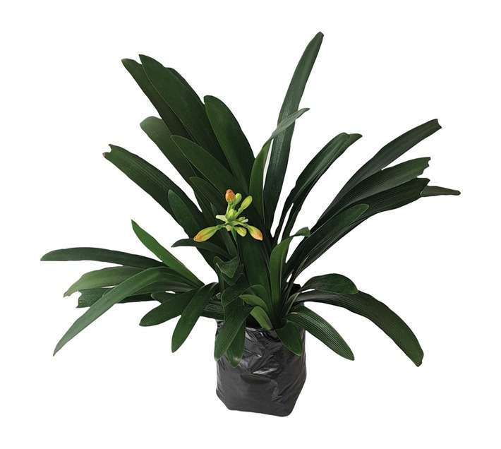 Giving Trees Clivia Citrina (5L)