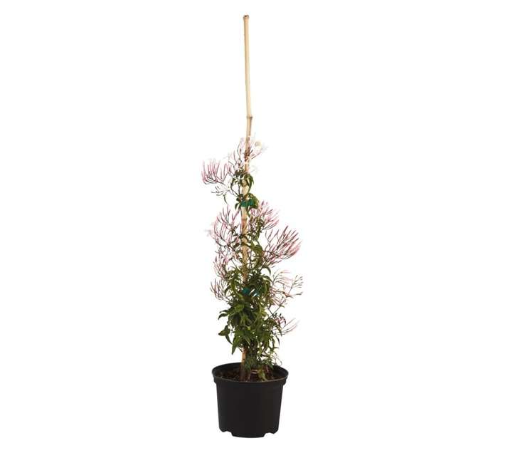 Malanseuns Jasmine Polyanthum On Wire Pot Plant (170mm)