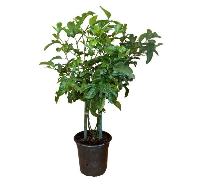 Colorweis Grandilla Pot (170mm)