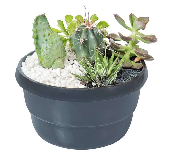 Plantimex Smart Cactus Mixed Bowl (160mm)