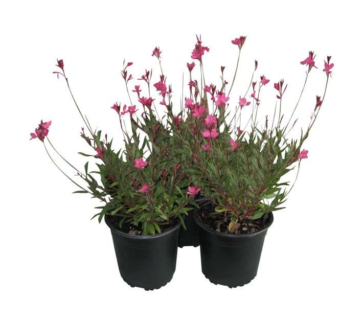 Colorweis Gaura Belezza Pot (170mm)