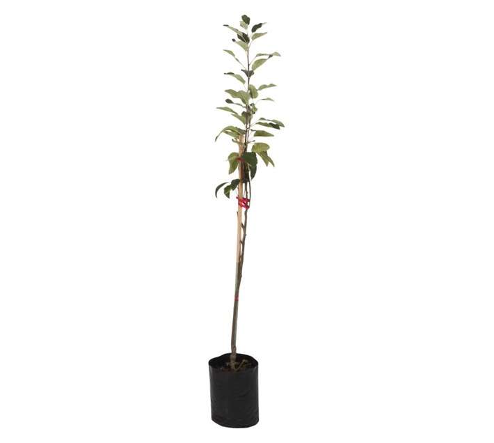 Giving Trees Royal Beauty Apple Fruit Tree (10L)