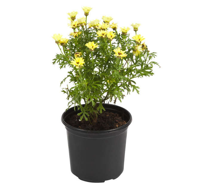 Doonholm Nursery Groundcovers Exotic Special Select