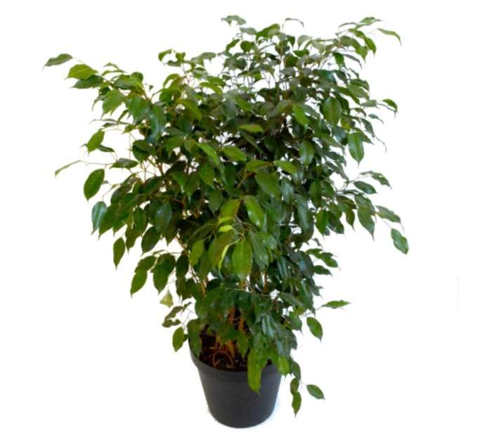 Plantimex 54335 Ficus Benjamina Bush Pot (300mm)