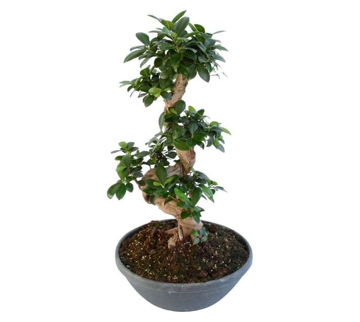 Plantimex PELA18M S-Type Bonsai Ficus Ginseng Pot