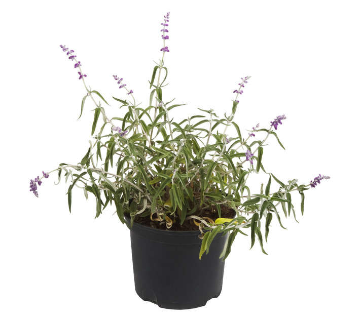 Malanseuns Salvia Leucantha Purple Potted Plant (190mm)