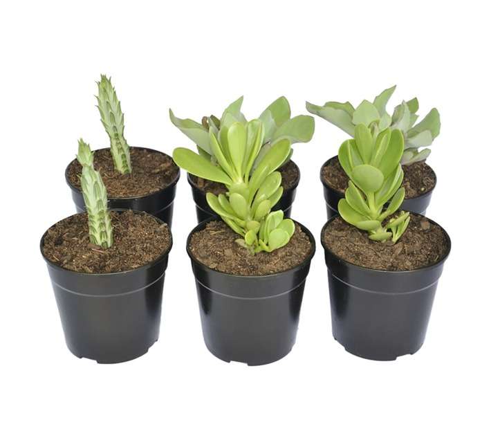 SB Kleinia Potted Plant (120mm)