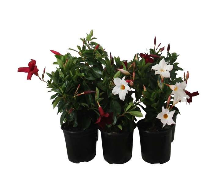 Dipladenia Assorted (15cm Pot)