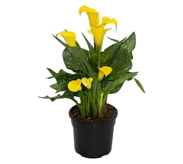 House brand FS ZANT14FS Zantedeschia Cover Pot (160 x 160 x 250mm)