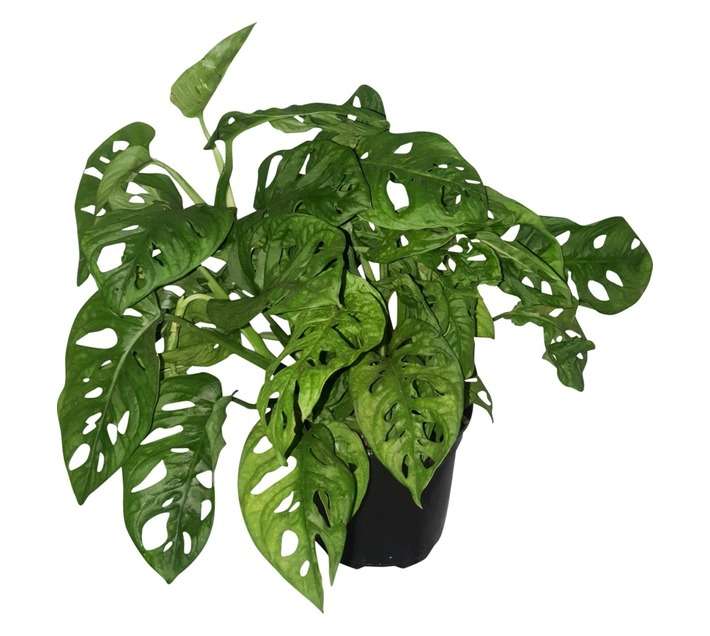 LVG Monstera Adonsii Plant (165mm)