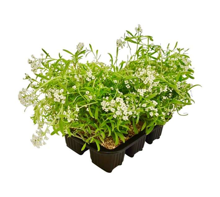Flora Select 6 x Seedling Allysum - Assorted (185 x 140 x 240mm)