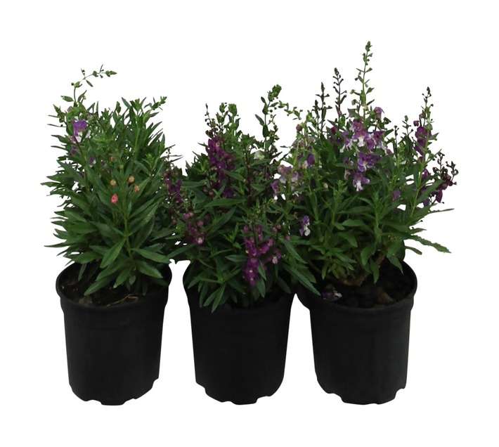 Angelonia Assorted (17cm Pot)