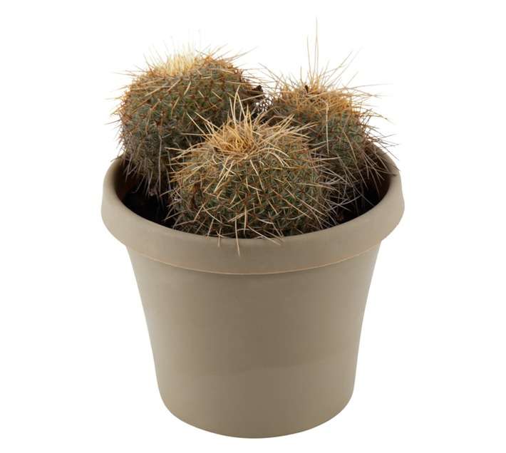 Plantimex Water Smart Cactus Pot (120mm)