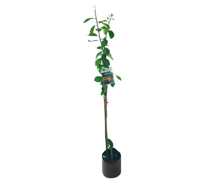 Giving Trees Van Der Merwe Prunes Fruit Tree (10L)