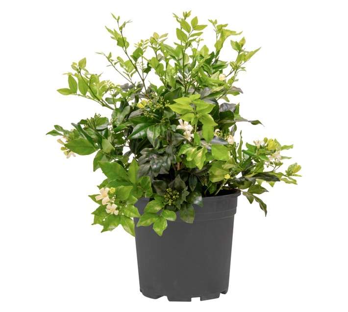 Colorweis Murraya Exotica Orange Jasmine Pot (170mm)