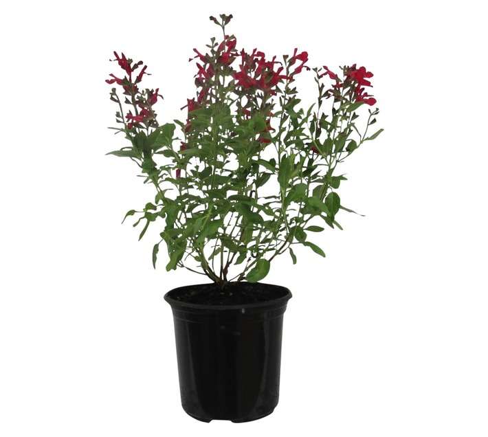 Salvia Assorted (15cm Pot)