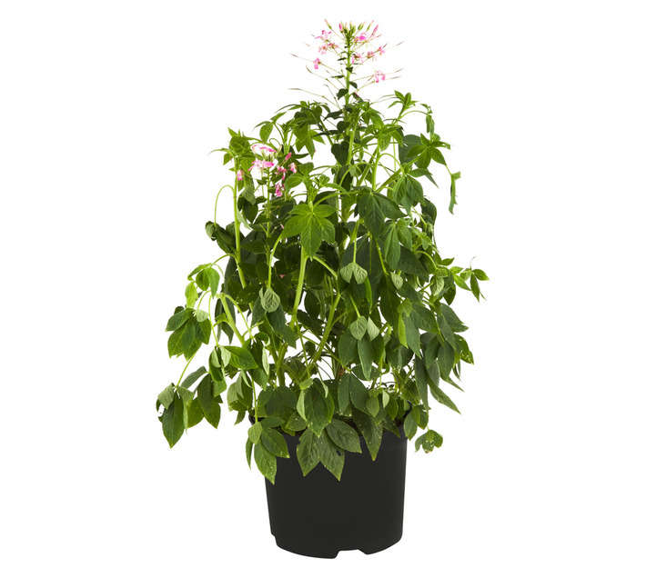Tuberflora Cleome Clio Plant (170mm)