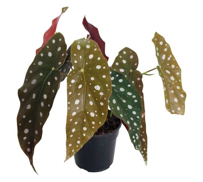 LVG Polka Dot Begonia Potted Plant (140mm)