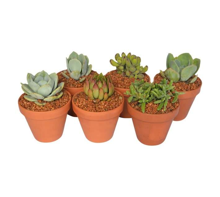 SB Succulent Potted Plant (120mm)