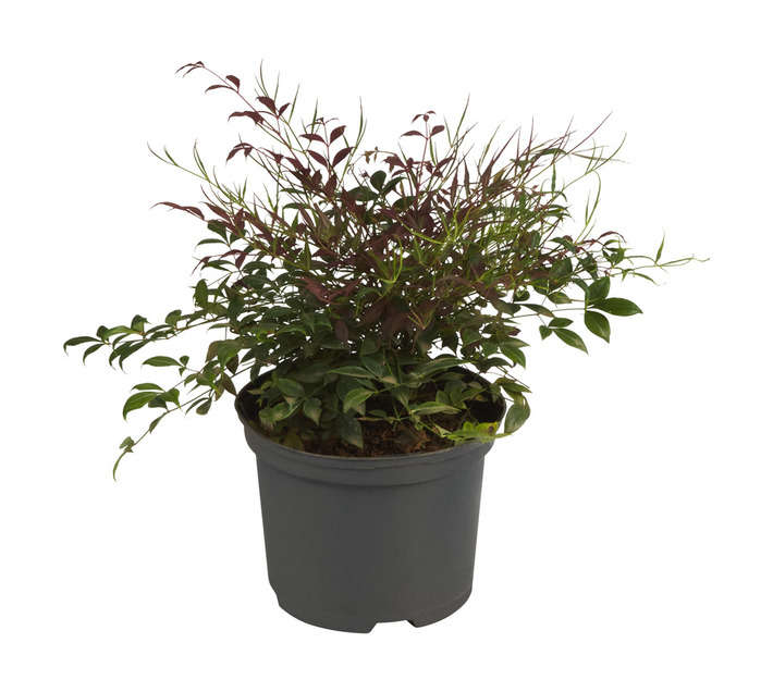 Nandina Dom Obsession PBR Pot (170mm)