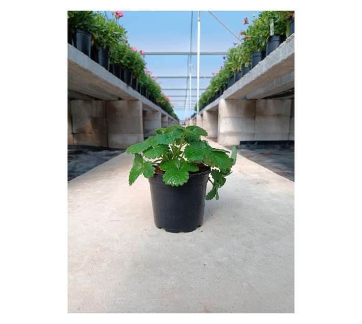 Strawberry Colour Pot - Assorted (140 x 140 x 120mm)