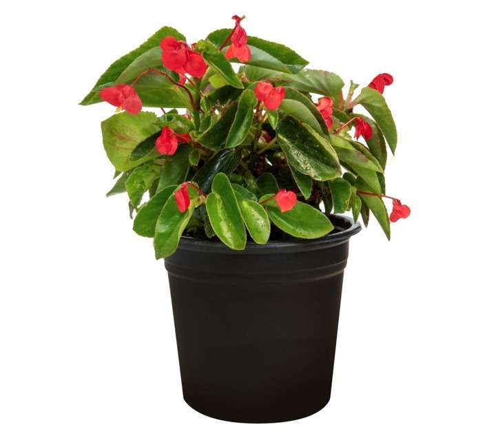 Colorweis Begonia Dragon Wings Pot - Red (150 x 150 x 300mm)
