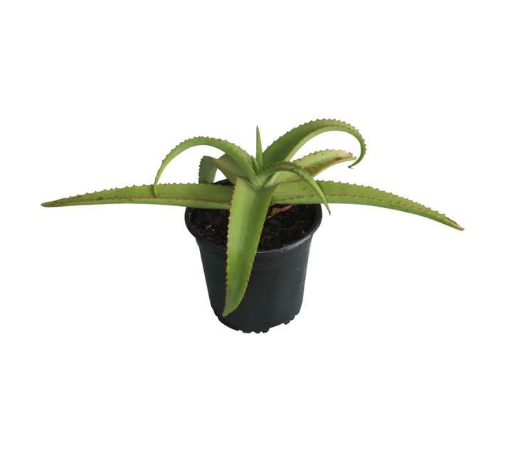 Colorweis Aloe Pot (300mm)