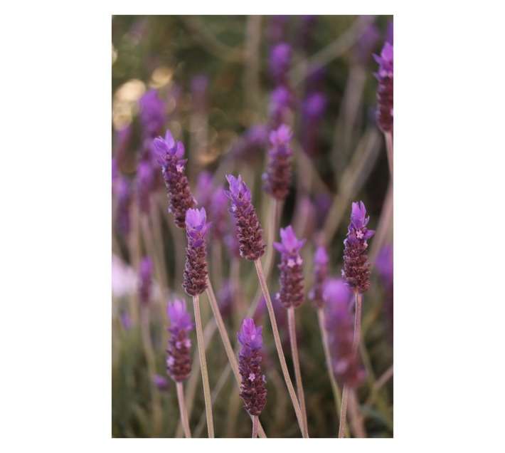 Malanseuns Lavandula Dentata Potted Plant (170mm)