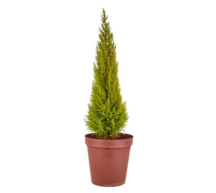 Florex Cupress Gold Crest Plant (300mm)